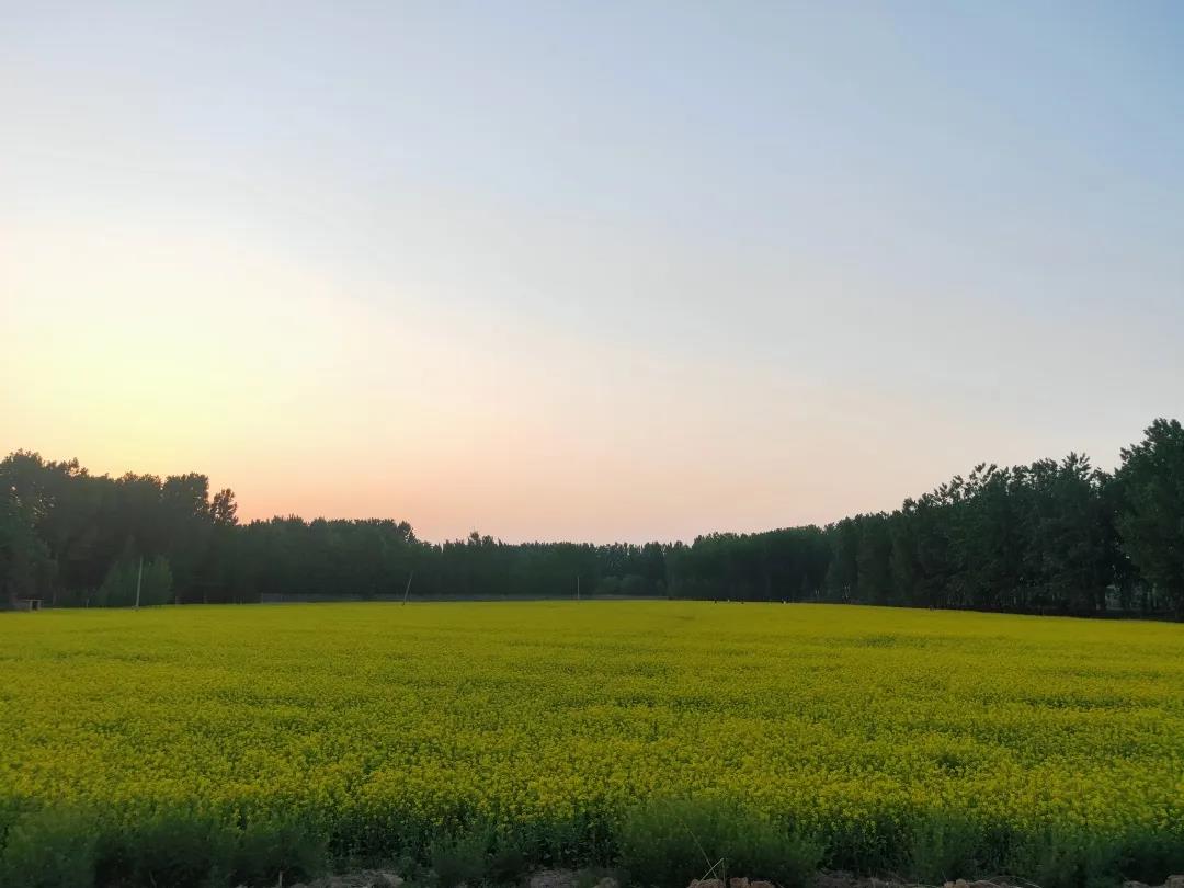 全市林水會戰(zhàn)觀摩團(tuán)前往黃河之星生態(tài)園觀摩(圖6)